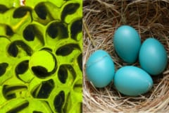 硬い卵が進化しなければ、鳥類は生まれてこなかった