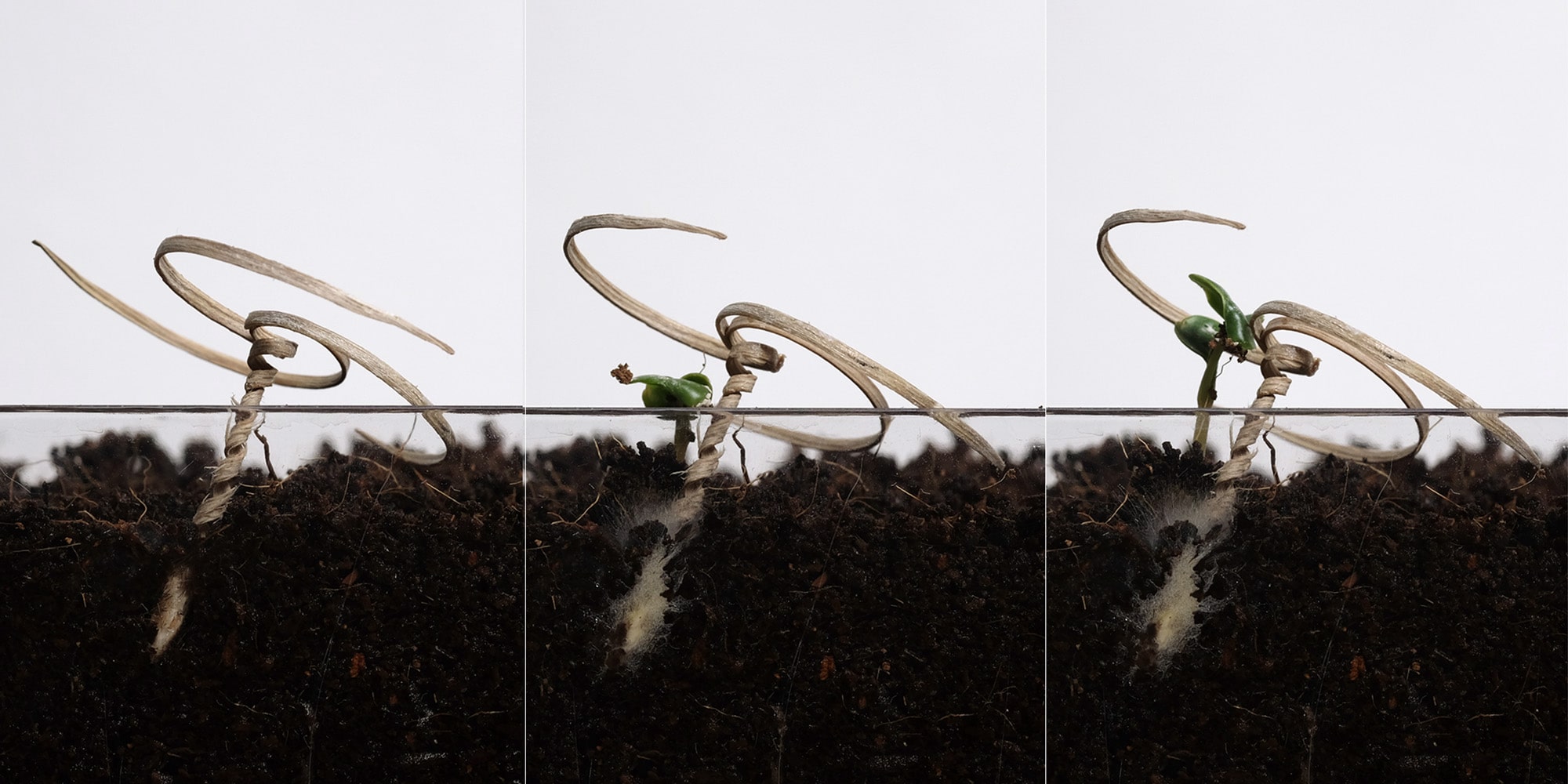 E-seedは、3本の尾によって種子を土の中にねじ込む
