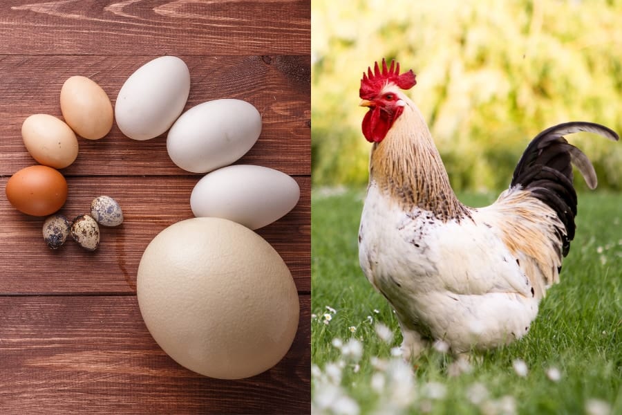 「卵が先か鶏が先か」よく聞く疑問に生物学者がマジレスすると？ (2/3)