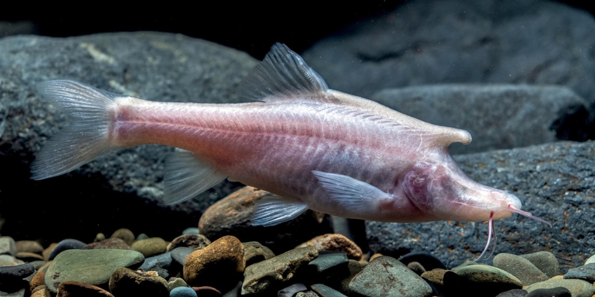 ユニコーンのような角を持つ「新種の盲目魚」を中国で発見！