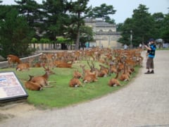 奈良公園のシカたち