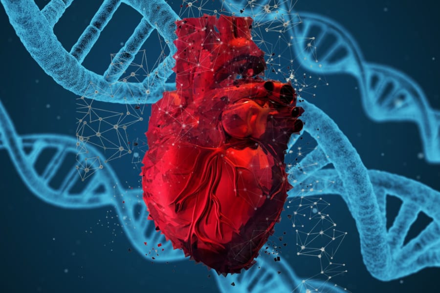 100歳以上の人間の遺伝子を移植するとマウス心臓が若返ると判明！