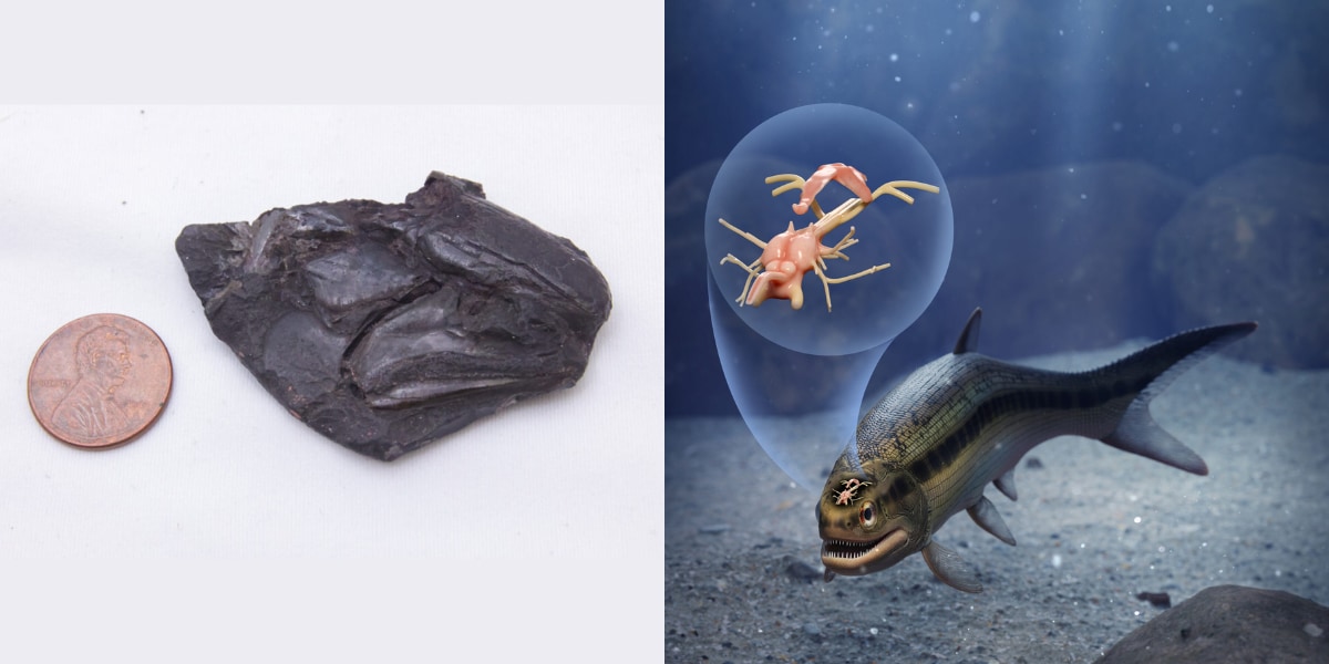 3億年前の古代魚の化石から「世界最古の脳」を発見！