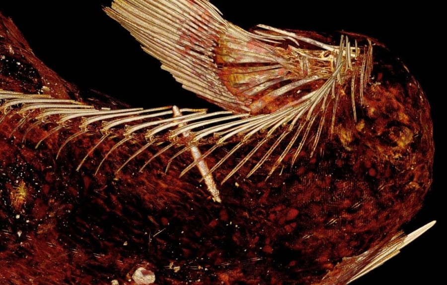 下半身の魚体部に見られる骨格とヒレ