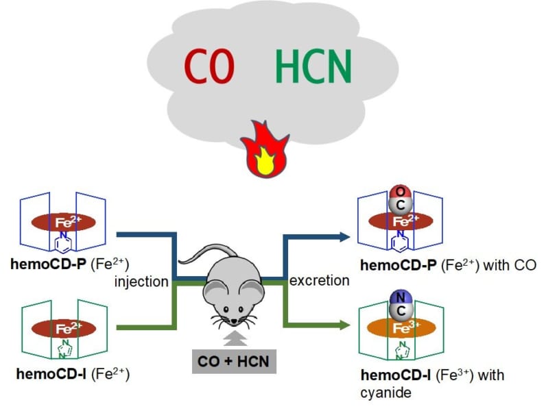 hemoCD-Pは一酸化炭素を、hemoCD-Iはシアン化物イオンを吸着して解毒する