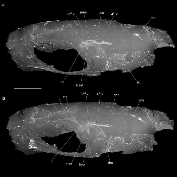 左を向いた頭蓋骨のCT画像（中央の白い部分が脳の化石）