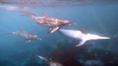 群れで泳ぐミナミハンドウイルカ