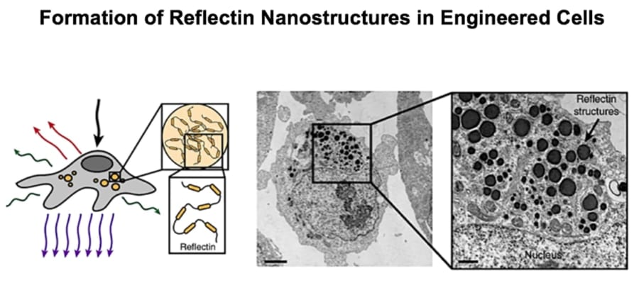 ヒト細胞で発現したリフレクチンのナノ構造（黒い部分）