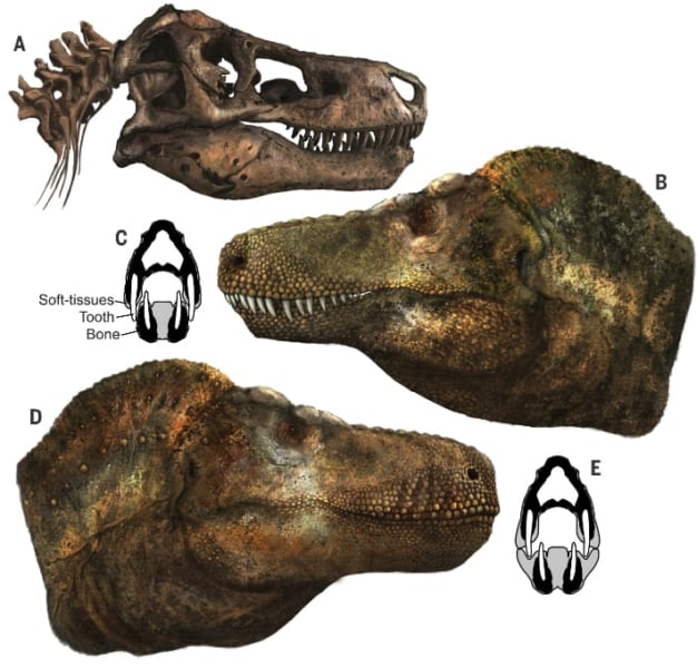 上：ティラノサウルスの頭蓋骨、中央：ワニのように唇がなかった場合、下：トカゲのように唇があった場合