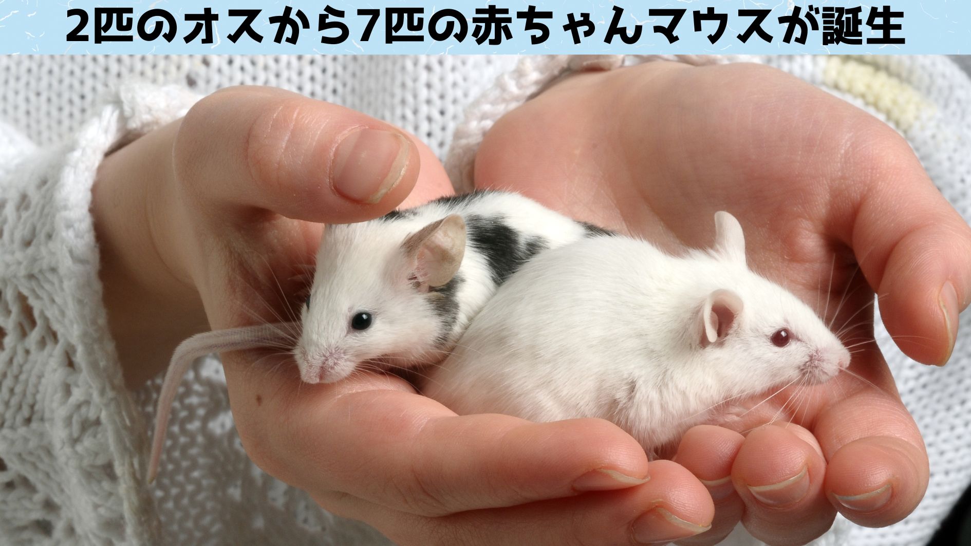 オスマウスの皮膚を卵子に変換して受精させ子供を作ることに成功！