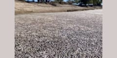 豪ニューサウスウェールズ州の町マニンディーの川を覆い尽くす大量の魚の死骸