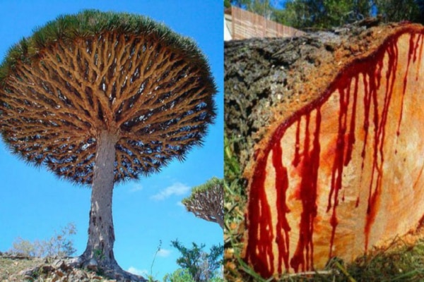 ドラゴンの血を流す!?不思議な伝説の木「竜血樹」とは？