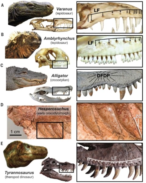 Aハナブトオオトカゲ、Bイグアナ、Cアリゲーター、D絶滅ワニ、Eティラノサウルス