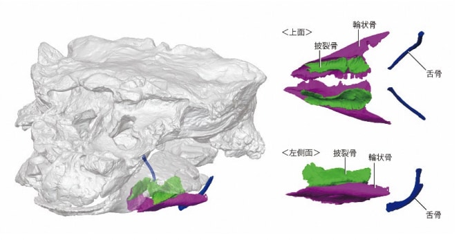 コンピュータ上で復元されたピナコサウルスの喉頭骨