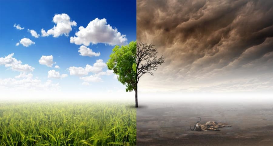 温暖化の影響で枯れる樹木