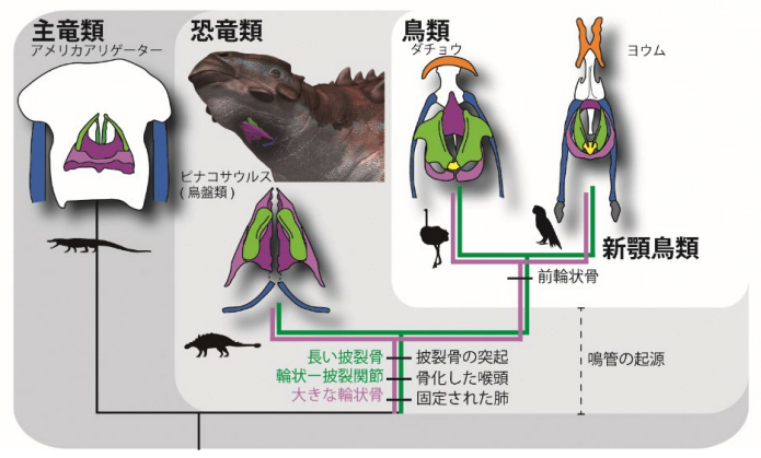 主竜類における喉頭の進化図。ピナコサウルスは多くの点で鳥類と類似