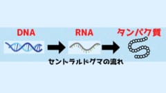 RNAは生命の設計図たるDNAの部分写しです。 建物の施工でも常に全体が描かれている大元の設計図を参照しないのと同じように、多種多様なタンパク質が作られるときにも、大元の情報源であるDNAではなく、その部分写しであるRNAが使われます。