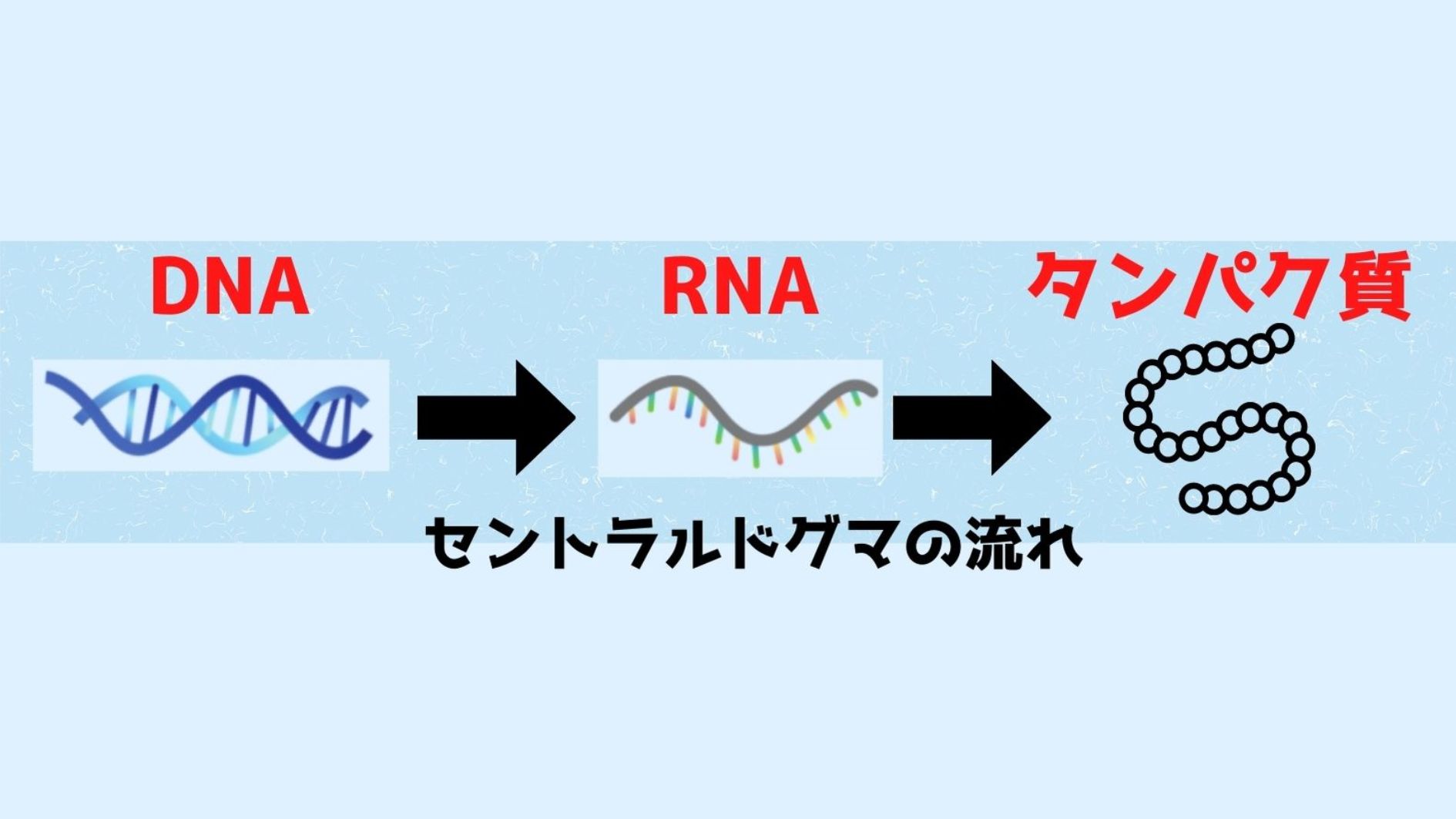 RNAは生命の設計図たるDNAの部分写しです。 建物の施工でも常に全体が描かれている大元の設計図を参照しないのと同じように、多種多様なタンパク質が作られるときにも、大元の情報源であるDNAではなく、その部分写しであるRNAが使われます。
