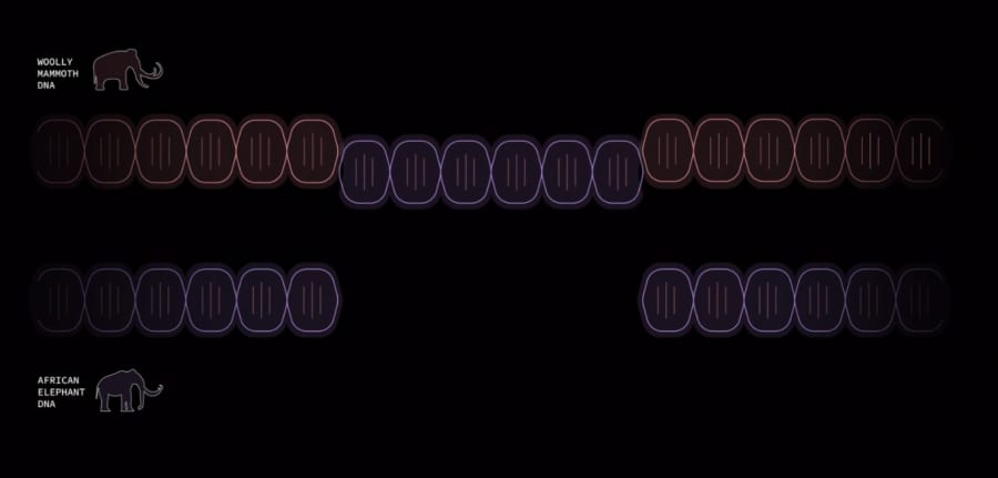 マンモスのDNA配列をアフリカゾウのDNAで補完