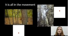 左：リスの木登り（上方への動き）、右：巨樹の倒木（下方への動き）
