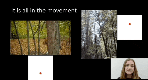 左：リスの木登り（上方への動き）、右：巨樹の倒木（下方への動き）