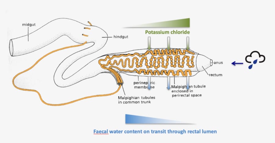 甲虫が水分を吸収するメカニズムを示した図。特定された遺伝子によって働く