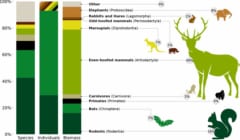野生の陸生哺乳類における割合。左から、種、個体数、質量