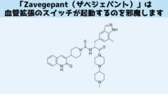 「Zavegepant（ザベジェパント）は先行する片頭痛薬のように抗体ではなく低分子化合物となっています