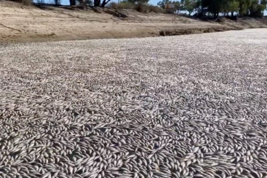 何が起きた？オーストラリアの川が数百万匹の「魚の死骸」で埋め尽くされる