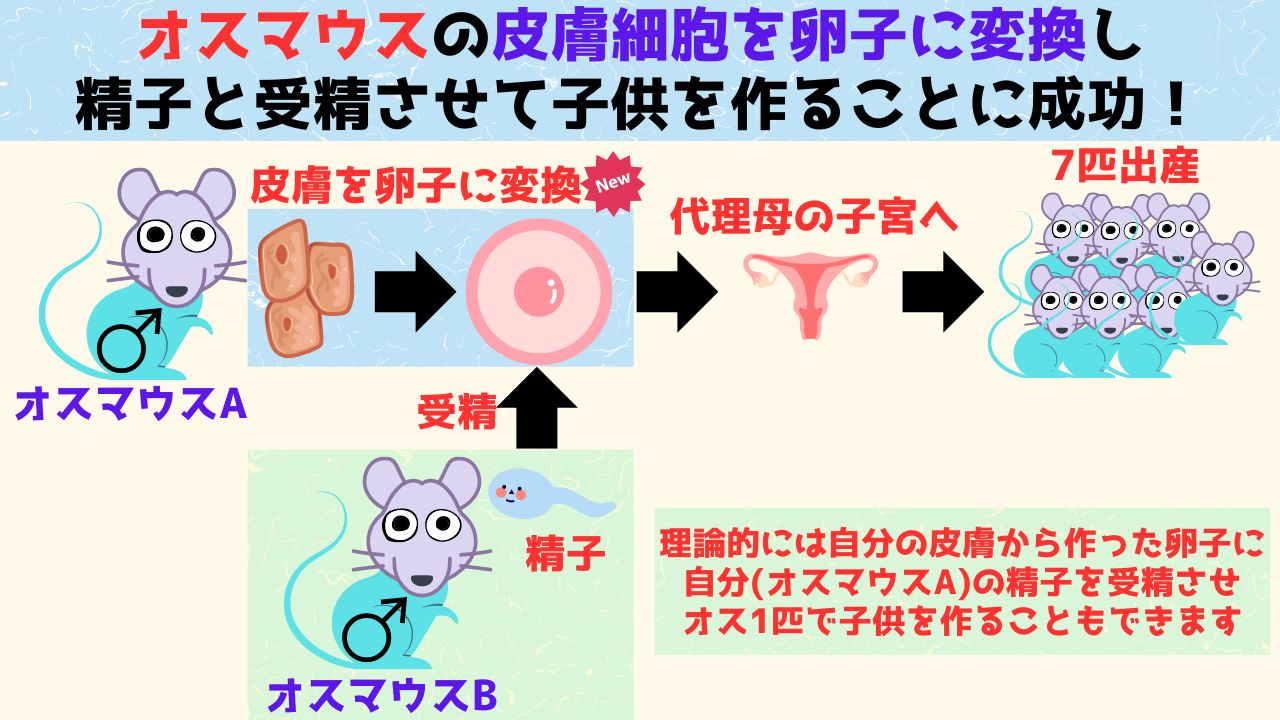 オスマウスの皮膚を卵子に変換して受精させ子供を作ることに成功！