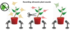 脱水・切断・健康な植物の音を録音