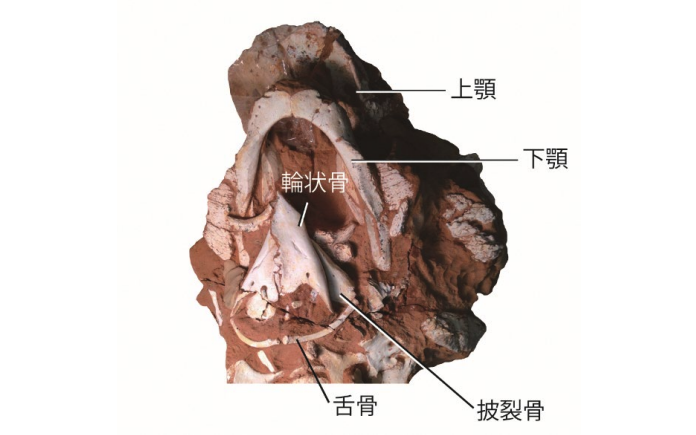 発見されたピナコサウルスの頭骨を下から見た写真