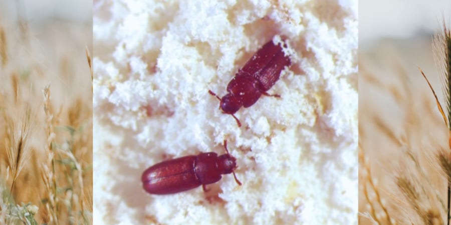 穀物を食べる甲虫「コクヌストモドキ」