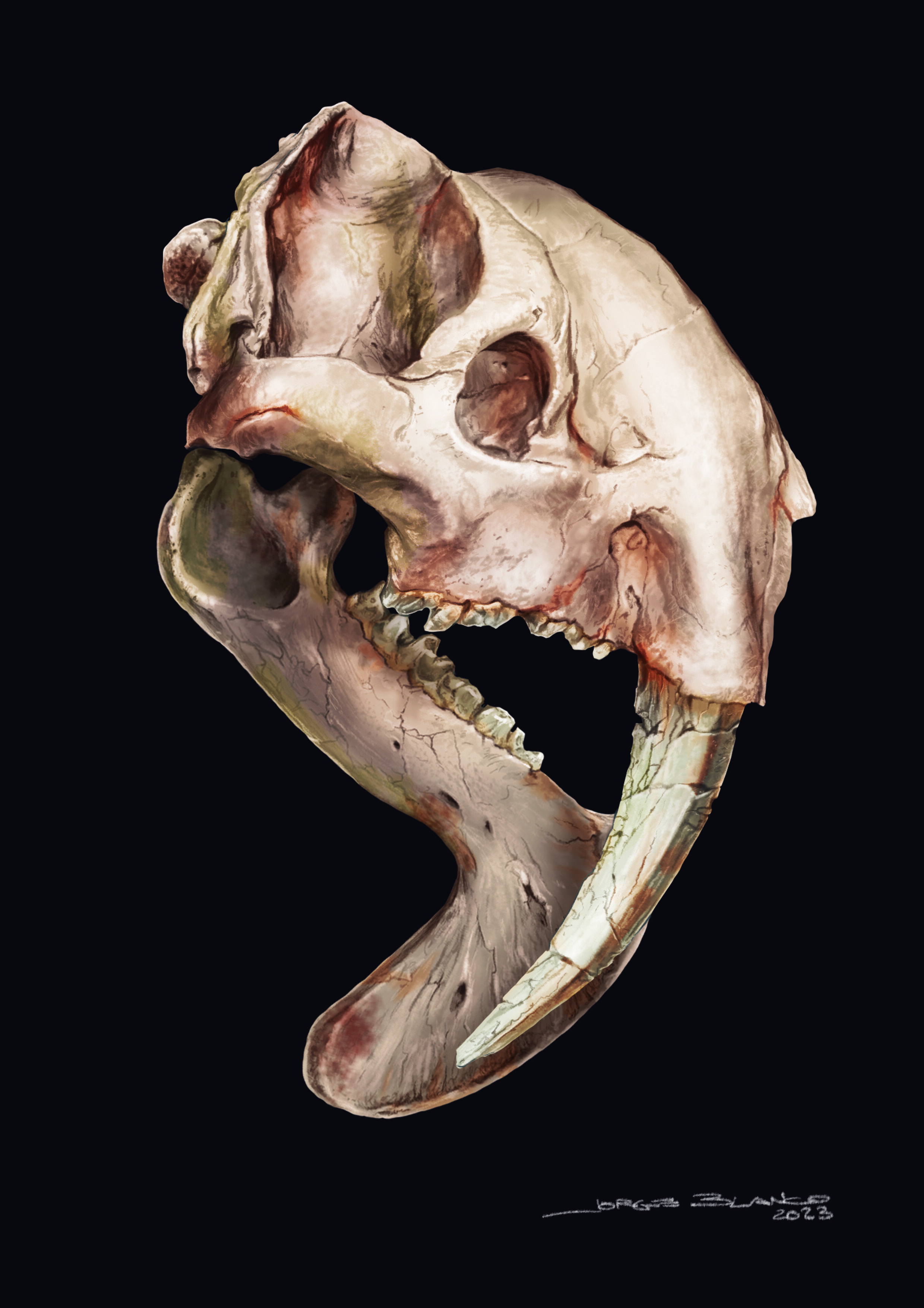 ティラコスミルスの頭蓋骨のイメージ