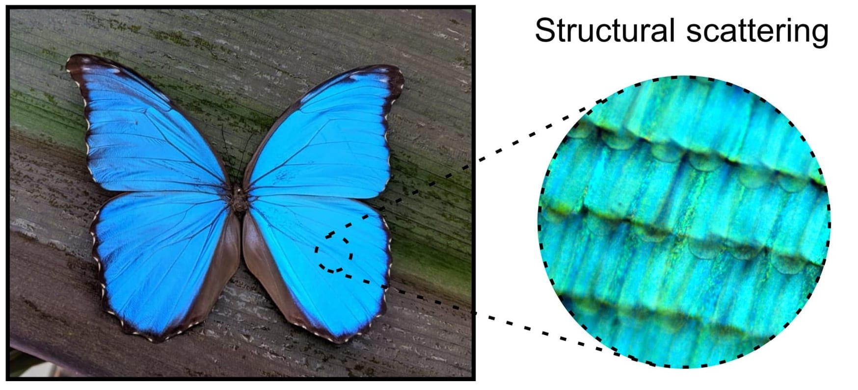 微細構造で発色する「構造色」の例