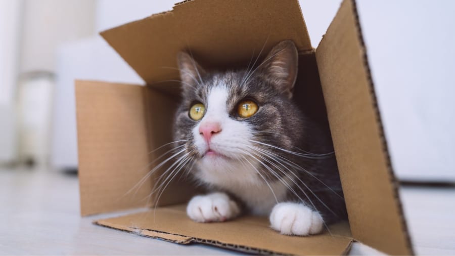 今では量子世界の不思議さを代表するシュレーディンガーの猫はどのようにしてその地位を獲得したのでしょうか？