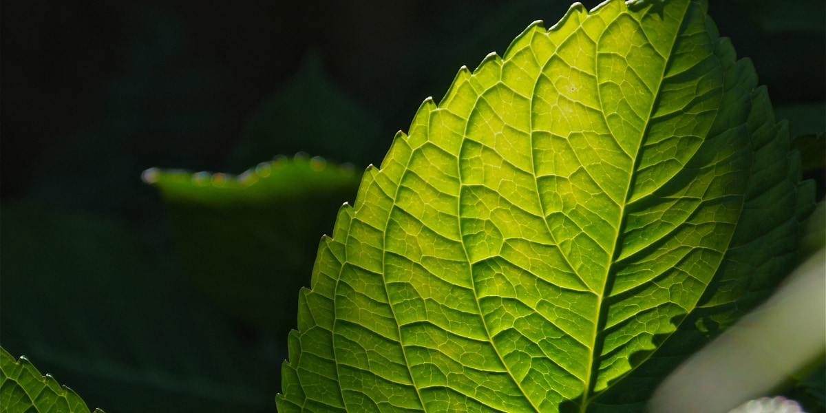 生物はいかに「植物化」したか？葉緑体を盗む藻類からその秘密を解明するする