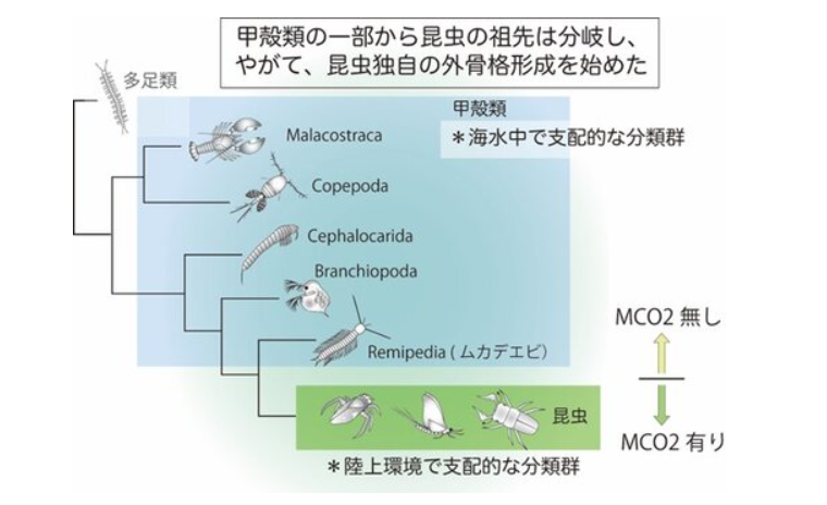MCO2酵素は昆虫が独自に獲得したもの