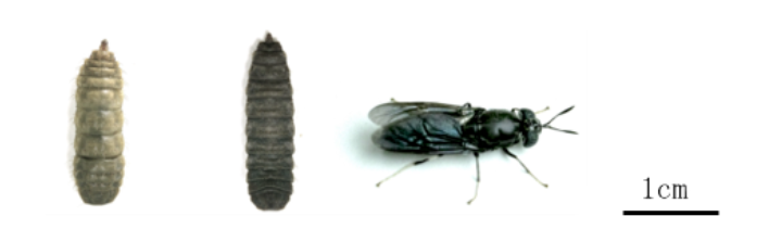アメリカミズアブ（左：幼虫、中：蛹、右：成虫）