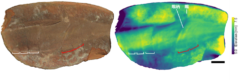 タリーモンスターの頭部の分節構造（右は化石表面の起伏を色で示した図）