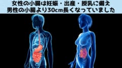 女性の小腸は男性よりも30cm長い