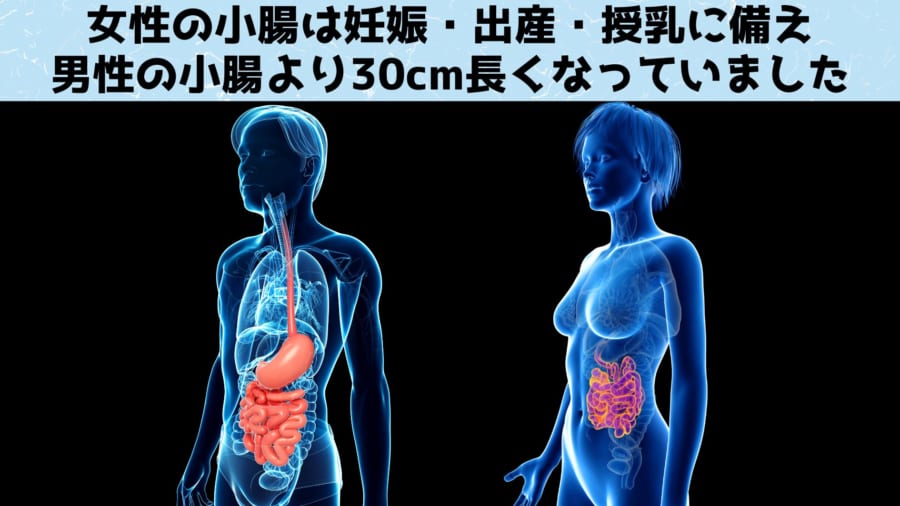女性の小腸は男性よりも30cm長い