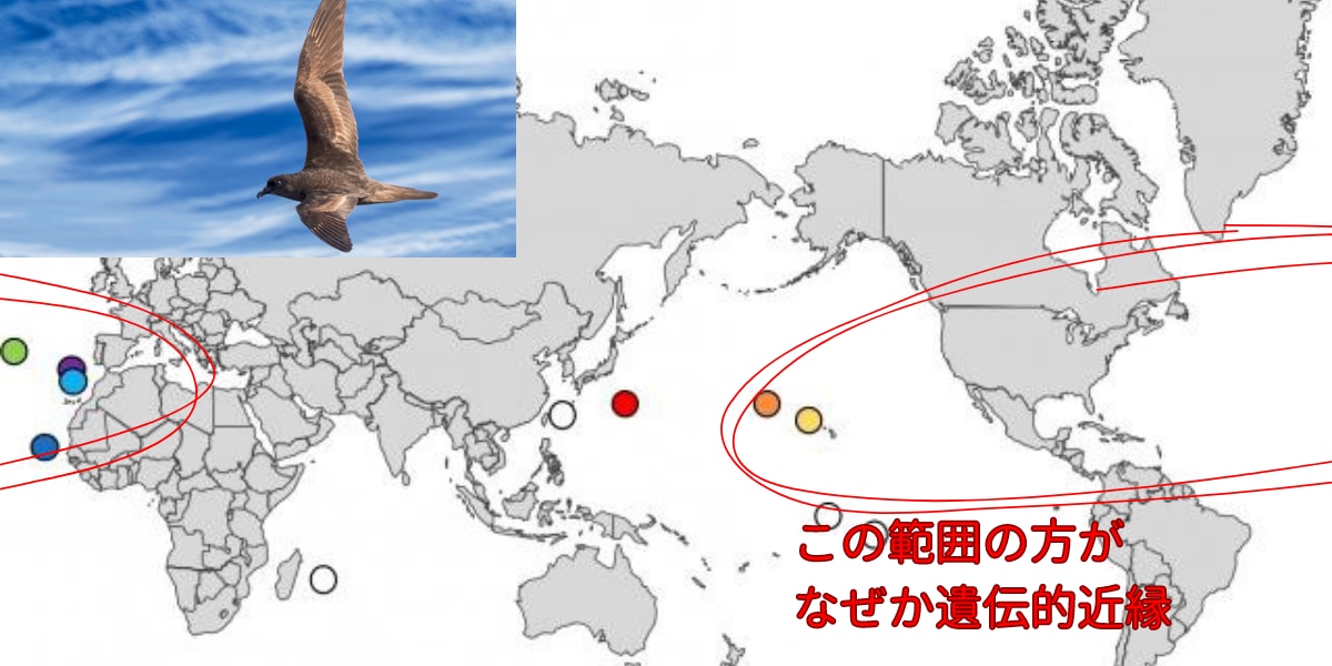 ハワイのアナドリはなぜか距離的に近い小笠原諸島より、遠くの大西洋のグループと遺伝的に近かった