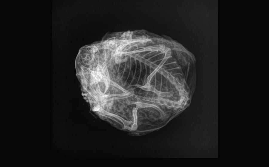 X線スキャンによる内部の骨格画像