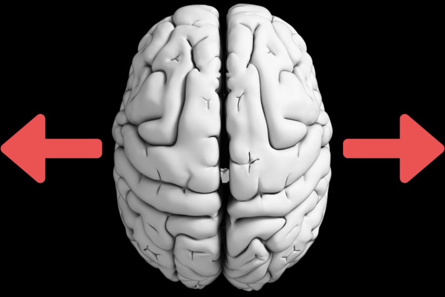 「なぜ右脳と左脳ができるのか？」脳が左右非対称になる仕組みを解明！