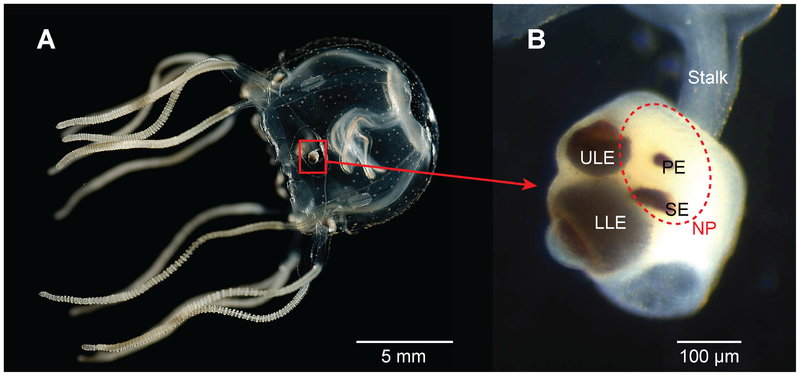 ハコクラゲは合計24の目を持つ。それらは4種類（上部レンズ眼ULE、下部レンズ眼LLE、ピット眼PE、スリット眼SE）に分かれている。