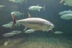 トビウオの天敵の一種である大型魚類「マグロ」