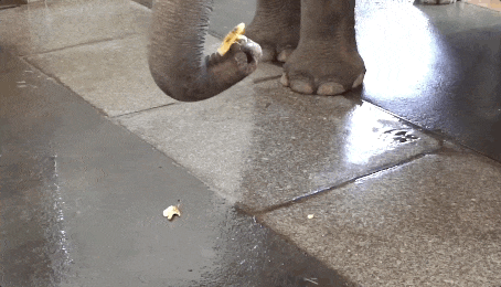 器用すぎ！鼻だけで「バナナの皮をむく」ゾウが現れる！ | StartHome