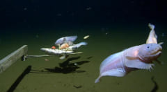 水深8336mで発見された「世界で最も深い海で生きる魚」