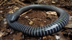 手足のない両生類「アシナシイモリ」はヘビと同じ遺伝子が変異していた